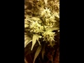 Week3 cfl flower,start of week 9 hps multistrain