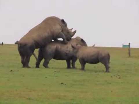 HD Rhino mating at Whipsnade Zoo With baby rhino watching ... HD Rhino mating at Whipsnade Zoo With baby rhino watching ...