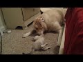 Golden Retriever and kitten playing, guaranteed to make you smile!