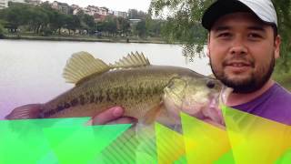 Black Bass de Bragança