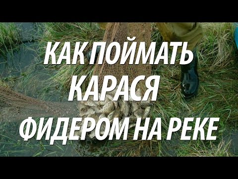 ловля карася на цивиле ловля карася на цивиле