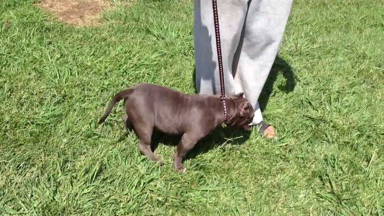 EXTREME BULLY PUPPY Gotti & Razors Edge Bloodline YouTube