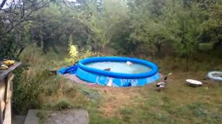 Ducks Play In Water Ducks Play In Water