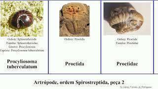 Artrópode, Ordem Spirostreptida, Peça 2 Arthropoda Mirabilis Compacta Minuta Ramalho Armatus Sarax