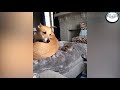 Silly Kitties | Funny Cats And Dogs | Cute Pets ♥