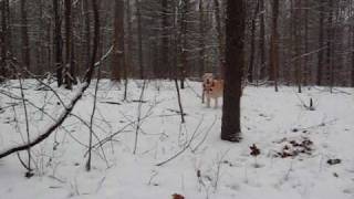 Watch Lee Ann Womack Let It Snow Winter Wonderland video