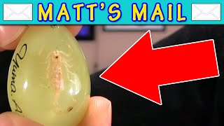 A Real Scorpion! |Matt's Mail| |Matt3756|