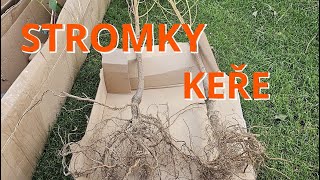 Stromky Sloupovité, Trpasličí, Duo, Keře