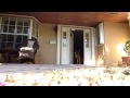 Controlled Exit at the Front Door - Dog Obedience Training, Miami