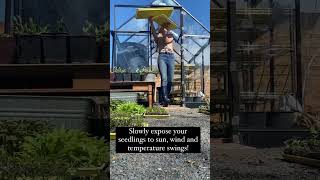 Dont Forget To Harden Off Your Seedlings To Reduce Risk Of Transplant Shock