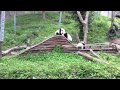 Panda Kindergarten - Rutsche