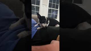 Chihuahua makes hilarious noises…