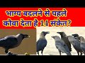 Crows give 14 signs before changing fate. shakun upshaun shastra.