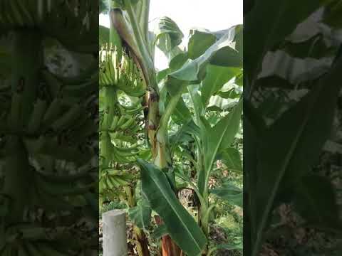 Chuối già nam mỹ cấy mô