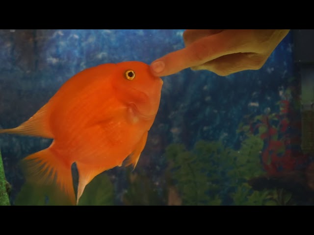 My Fish Loves Me - Video