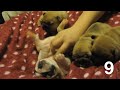The top 10 cutest french bulldog puppy videos of all time