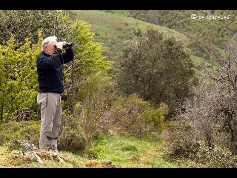 Video über Bären in Asturien