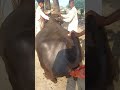 Pregnancy check of a young black buffalo 🐃 |Full funny video | Village info