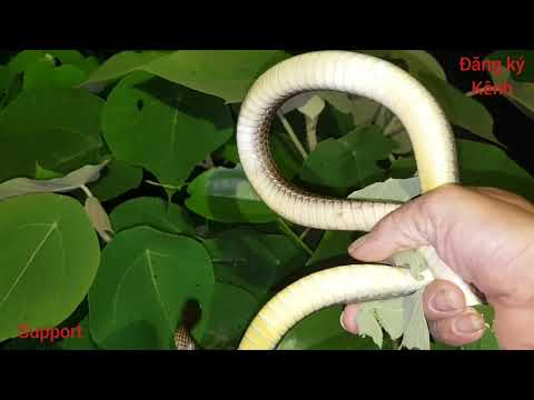 cách soi rắn ráo hiệu quả