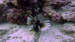 A Lionfish Up Close From Behind In The Maldives 197