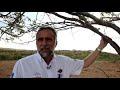 Organic waste powers Brazil's ceramics industry | Global Ideas