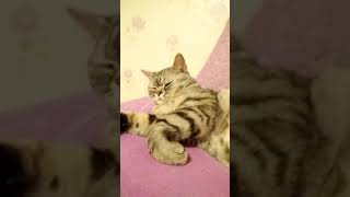 Cats are so funny you will die laughing 718