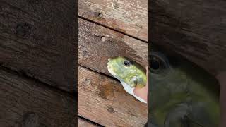 Fish Get Yeeted