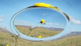 Watch Mark Knopfler Wanderlust video