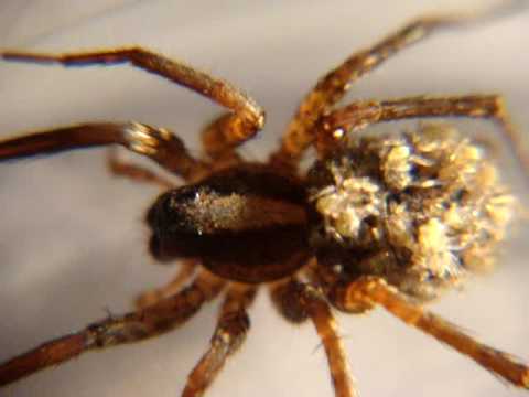 Mother Wolf Spider Grooming