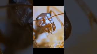 The Saharan Silver Ants Ep-1
