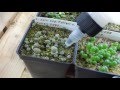 Download How I Water My Lithop Seedlings How I Water My Lithop Seedlings