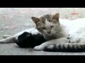 A cat trying to save his dead friend.flv