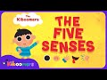Five Senses - The Kiboomers Kids Learning Songs For Circle Time - Body Parts Song