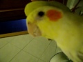 mi ninfa puky canta y habla (cockatiel, ninfa, carolina, colopsita, bird,) sings and speaks