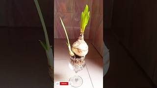 How To Grow Spider Lily Bulbs In Water Lily Plant Propagation Tips S Garden