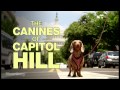 Top Dogs: Meet the Canine Caucus of Capitol Hill