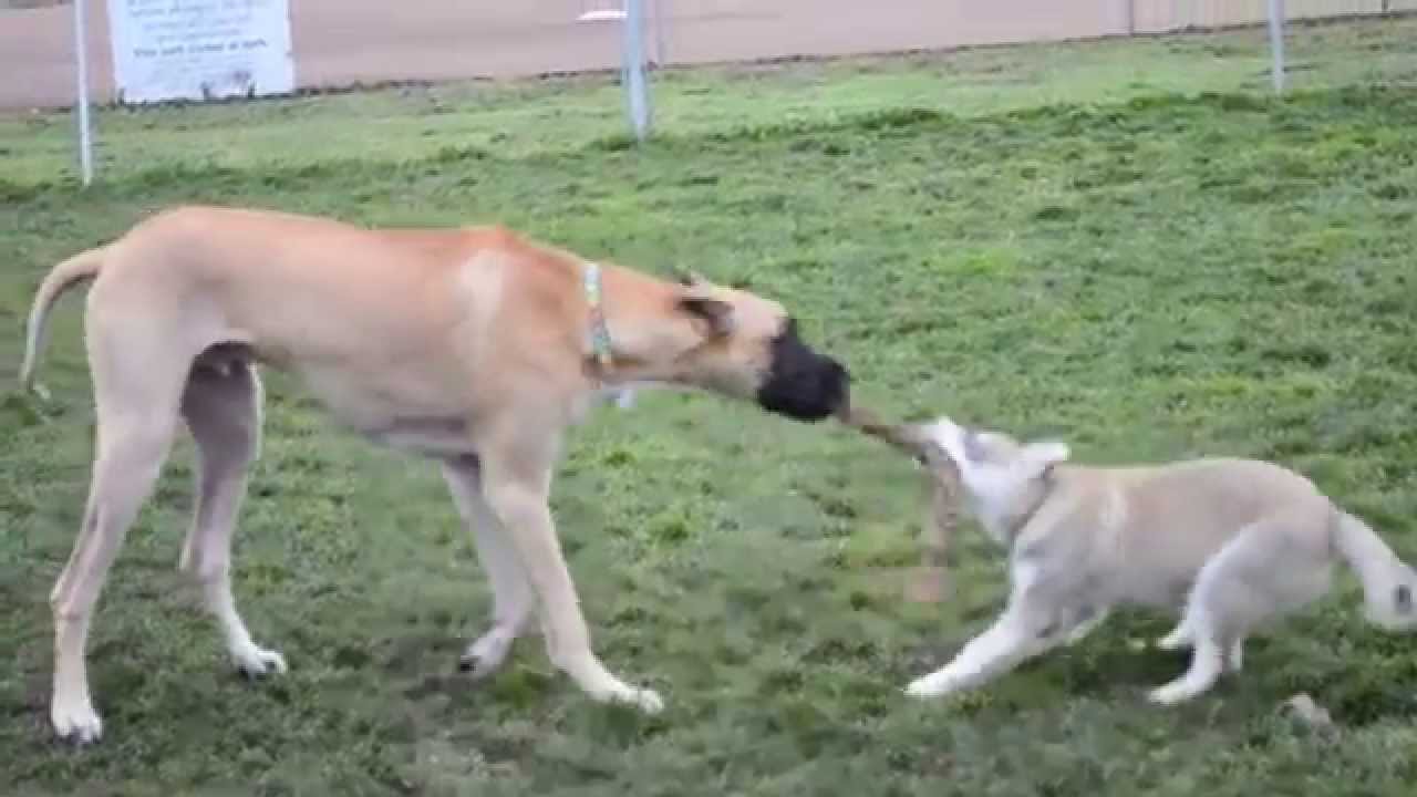 Great Dane vs. Husky Puppy - YouTube Great Dane vs. Husky Puppy - YouTube