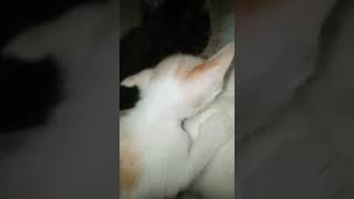 Sian Siank Kna U Time Nk Menetek.kiko