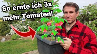 Vergiss Das Beet - Warum Du Tomaten Nur Im Topf Anbauen Solltest!  🍅✔️