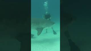 Ancient Greenland Shark Found Off The Coast Of Belize