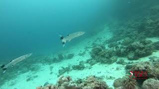 BARRACUDAS
