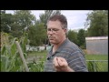Pollination - Vegetable Garden - Episode 4 Pollination - Vegetable Garden - Episode 4