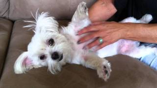 woman,sex,dog,massage