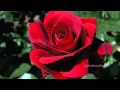 BRIAN CRAIN - A Single Rose (Piano relaxing music)