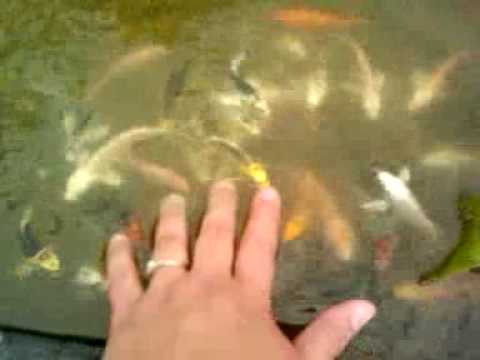 Friendly Baby Koi