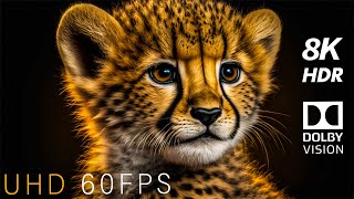 Baby Animals 8K 60Fps Hdr Dolby Vision
