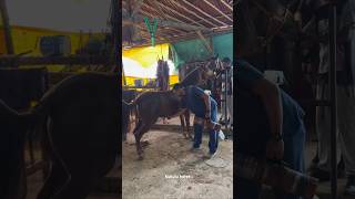 Horse Sperm Collection