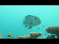 Australia agrees dumping near Barrier Reef