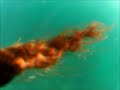 SPEARFISHING México- lenguado en bahia concepcion B.C.S. SIN LENTE PLANO