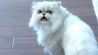 SAVAGE CLOUD CONFIRMED! SAVAGE CLOUD CONFIRMED!